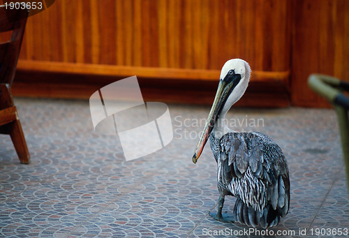 Image of Pelican