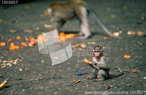 Image of Young monkey
