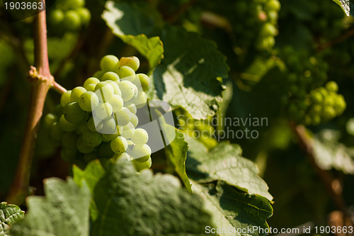 Image of Grapes growing