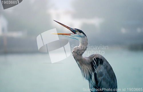 Image of Great blue heron