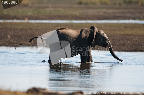 Image of African bush elephant