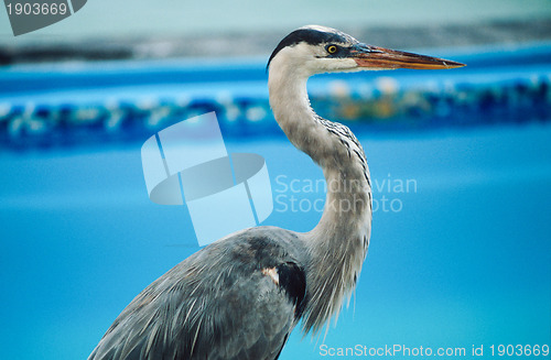 Image of Great blue heron