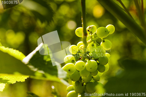 Image of Grapes growing