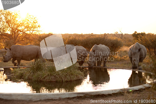 Image of Rhinos at a watering hole