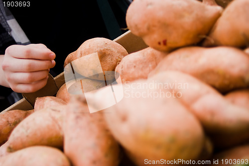 Image of Choosing potato at market