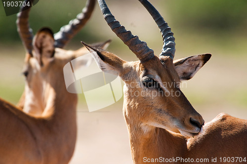 Image of Impala