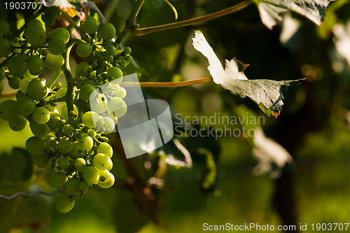 Image of Grapes growing