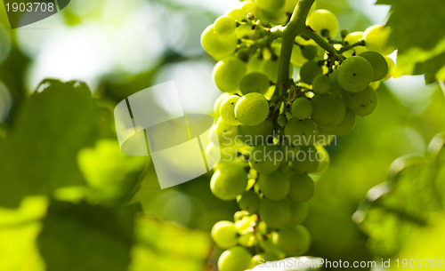 Image of Grapes growing