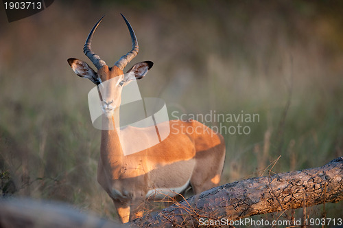 Image of Impala