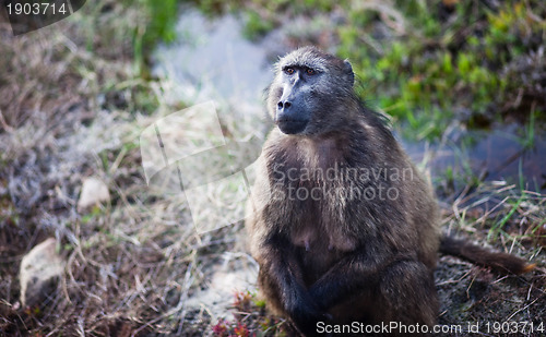 Image of Baboon