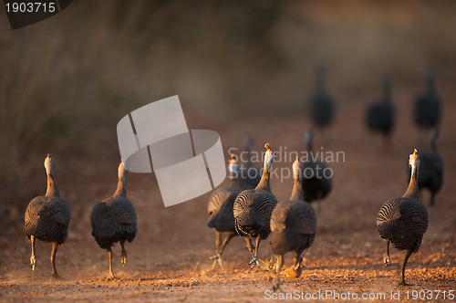 Image of Helmeted guineafowl running away