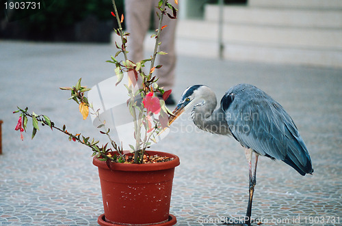 Image of Great blue heron