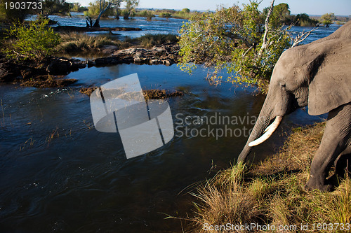 Image of African bush elephant at river