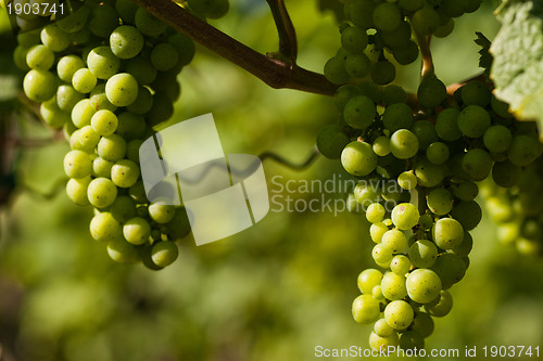 Image of Grapes growing