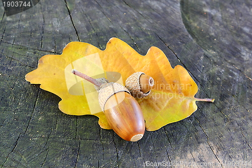 Image of acorn in autumn