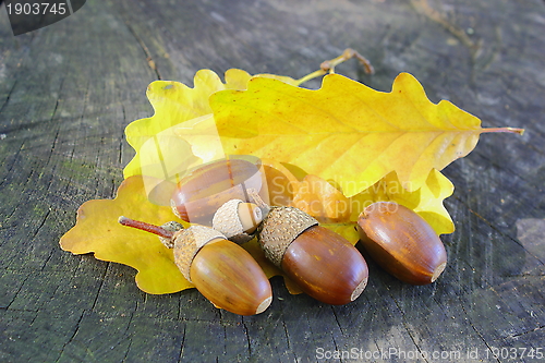 Image of acorns on yellow leafs
