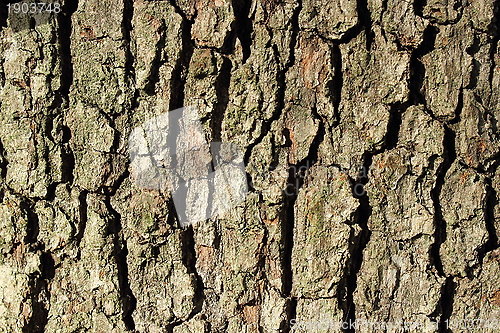 Image of oak bark texture