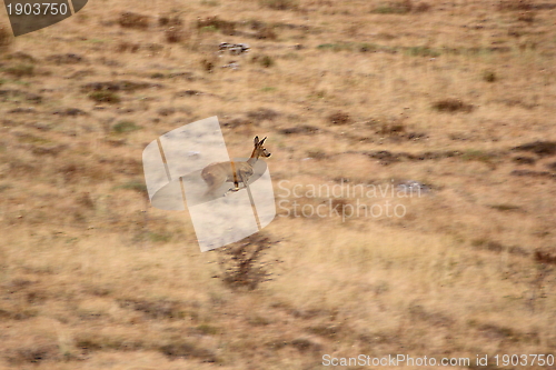 Image of running deer in the field - motion blur