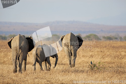 Image of Wild Elephant