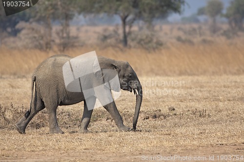 Image of Wild Elephant