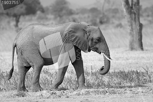 Image of Wild Elephant