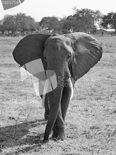 Image of Wild Elephant