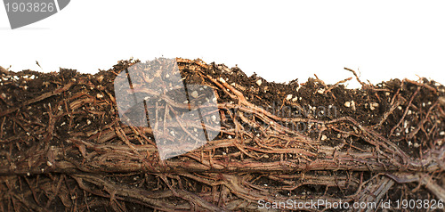 Image of Roots of a flower isolated