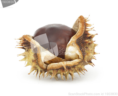 Image of Chestnuts with shell