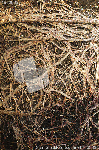 Image of Roots of a flower