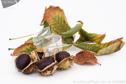 Image of Chestnuts with shell