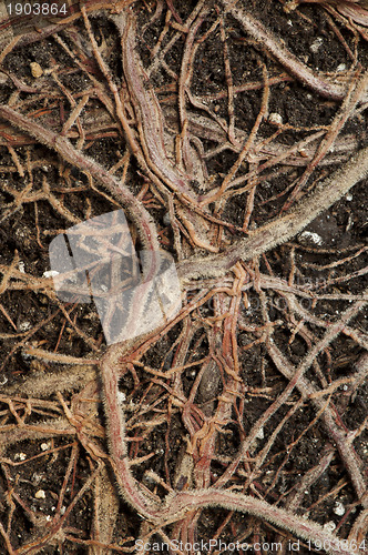 Image of Roots of a flower