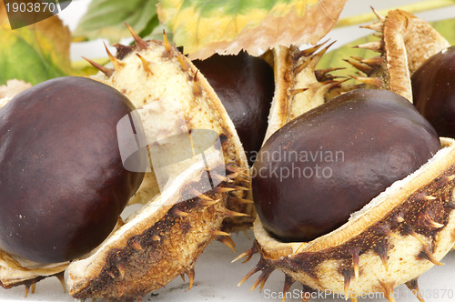 Image of Chestnuts with shell