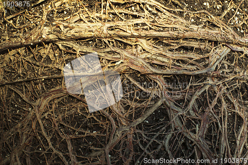 Image of Roots of a flower