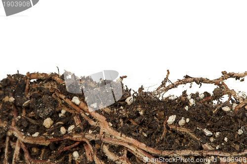 Image of Roots of a flower isolated