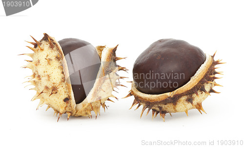 Image of Chestnuts with shell