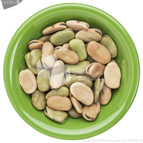 Image of fava (broad) bean