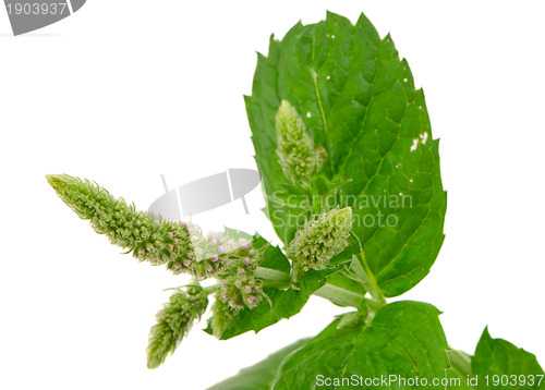 Image of Herb plant mint bloom leafs isolated on white 
