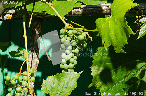 Image of Raw unripe green bunch of grapes in summer 