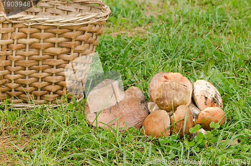 Image of red cap scaber stalk leccinum aurantiacum mushroom 