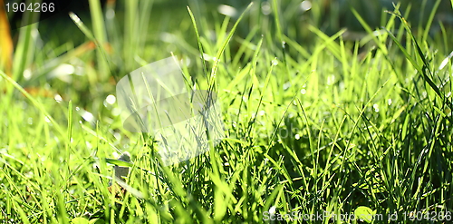 Image of abstract view of green grass