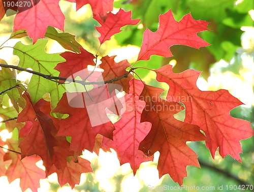 Image of red maple leaves