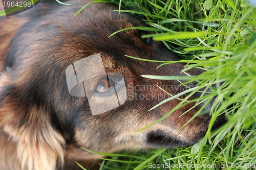 Image of detail of the brown dog (head)