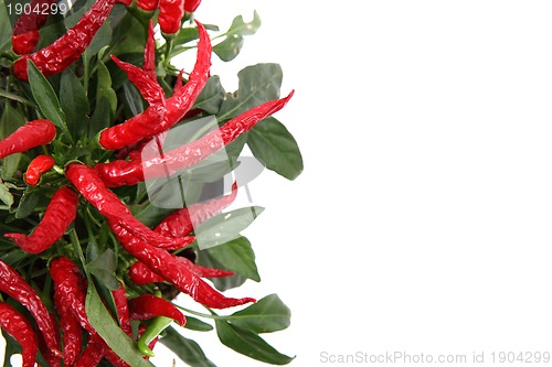 Image of red chili peppers 