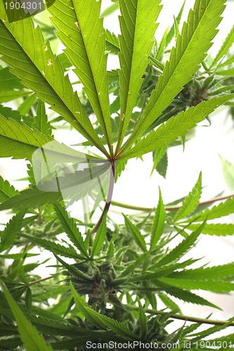 Image of cannabis plant isolated 