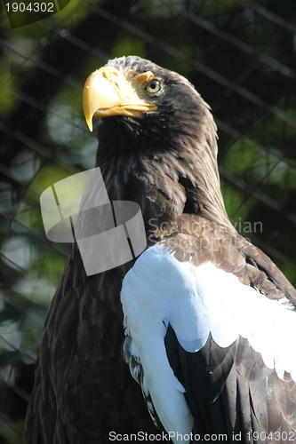 Image of eagle bird 