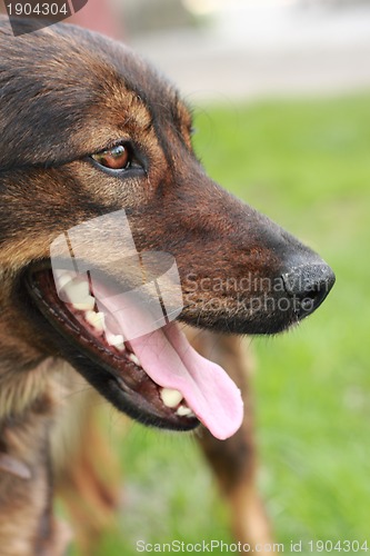 Image of detail of the brown dog (head)