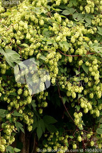 Image of Pile of green hop cones