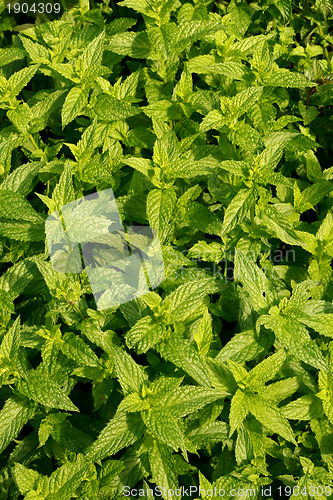 Image of fresh sweet mint