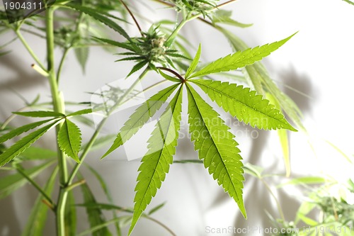 Image of cannabis plant isolated 
