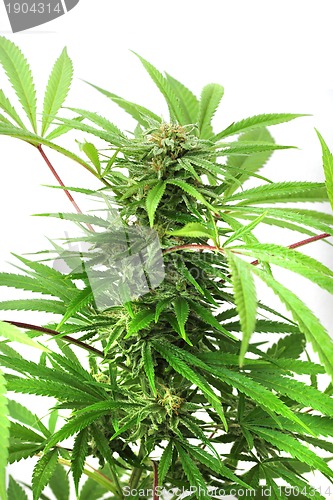 Image of cannabis plant isolated 